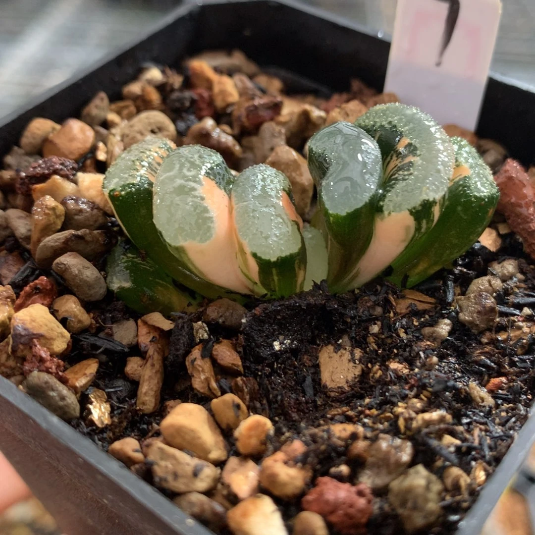 以实际为准7浮藻玉扇