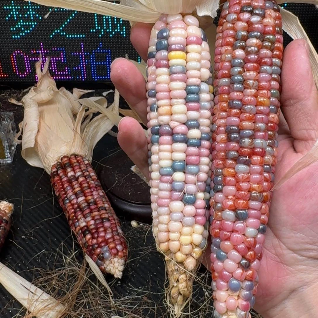 柏香籽/百香籽吊坠朱*诸