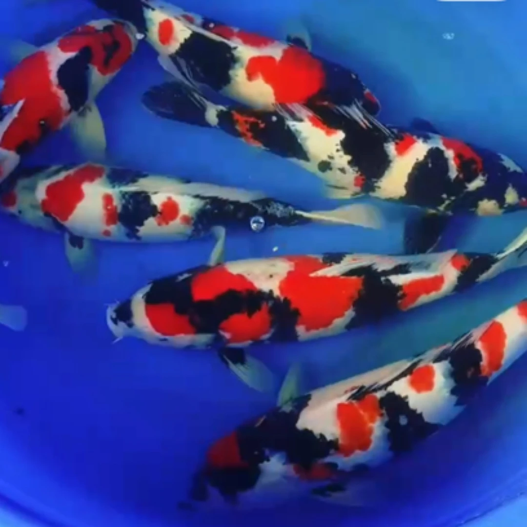 纯种血统三色锦鲤冷水淡水观赏鱼鲤鱼好养锦鲤观赏鱼易活饲养视频