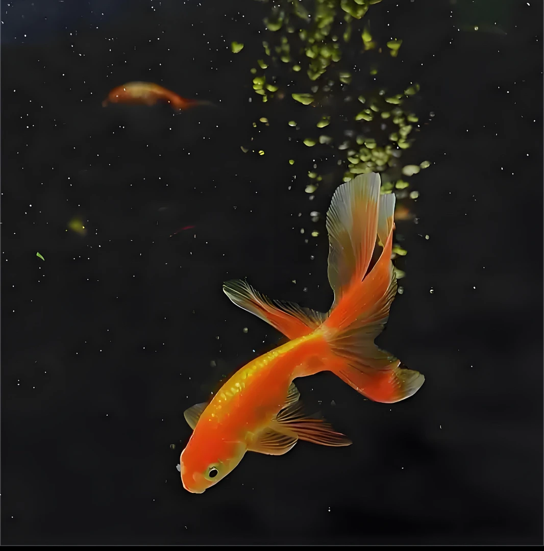 改价链接各种鱼品以直播间为准直播间马印灯效果