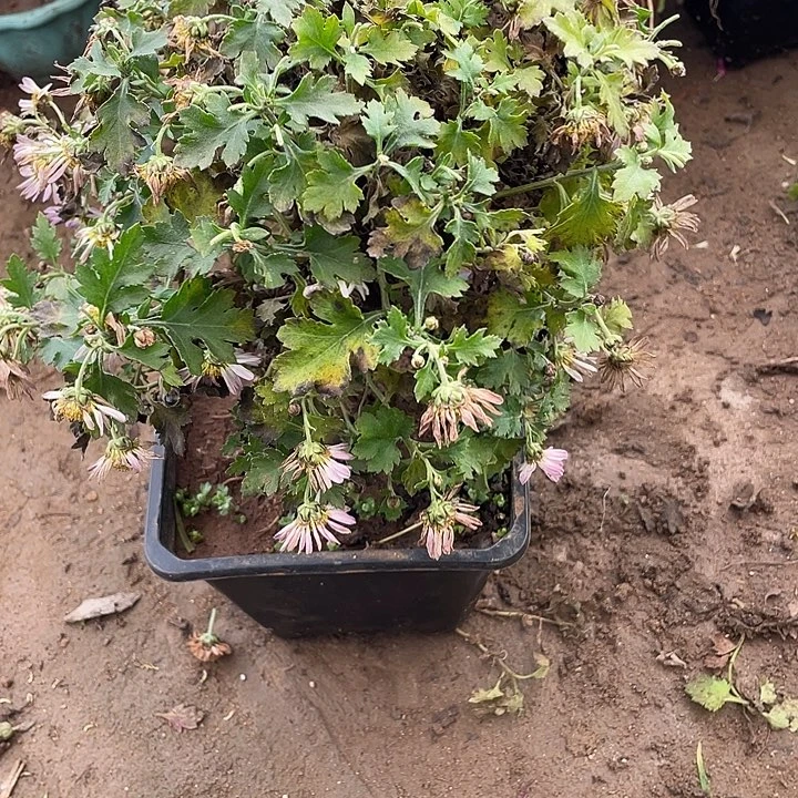 空***Q完全开放38菊花菊花菊花菊花菊花