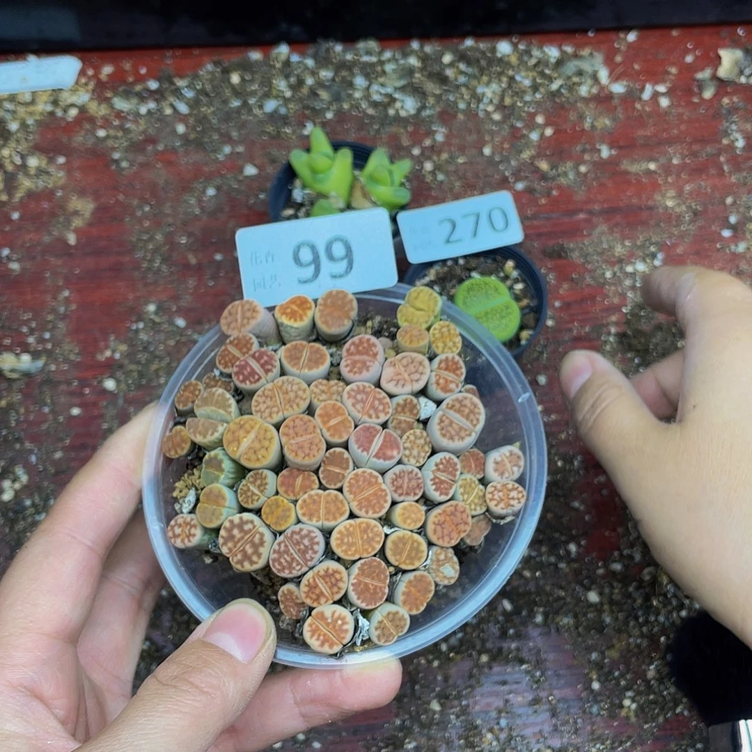 9900000花花花花去啊