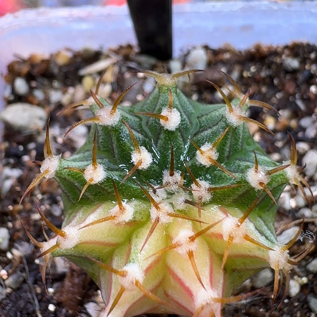 米哈实生自然锦原盆发120