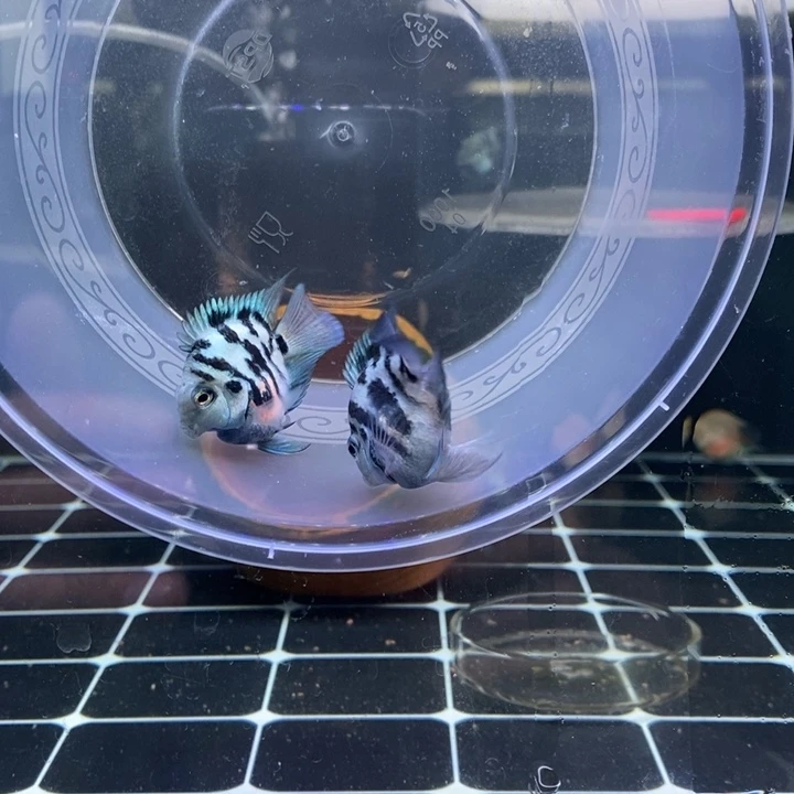 鹦鹉鱼精品宝蓝一对包基因