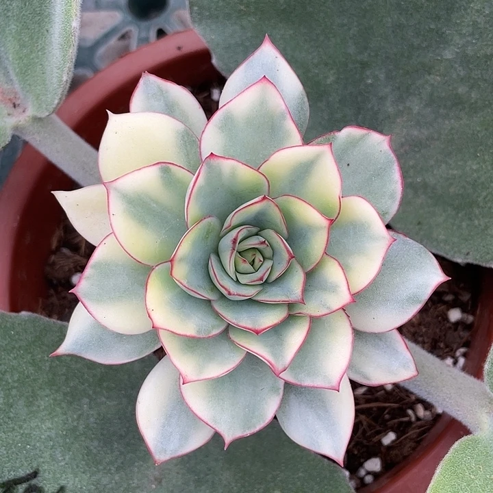 侧影锦一物一拍锦龙