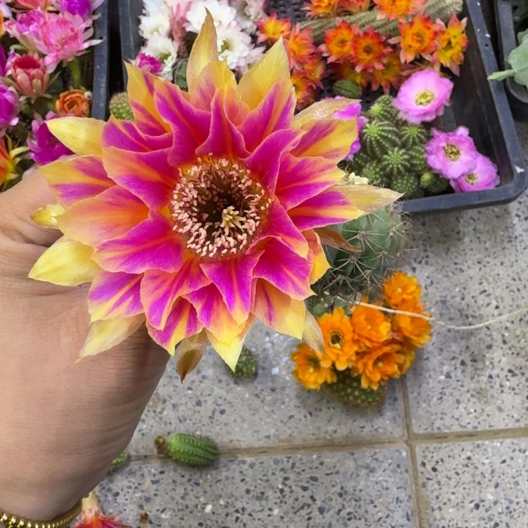 320丽花阳9歪无根侧牙3公分左右，20包邮