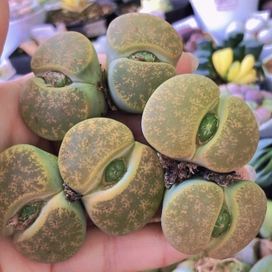 无花朵1134，3颗大双头