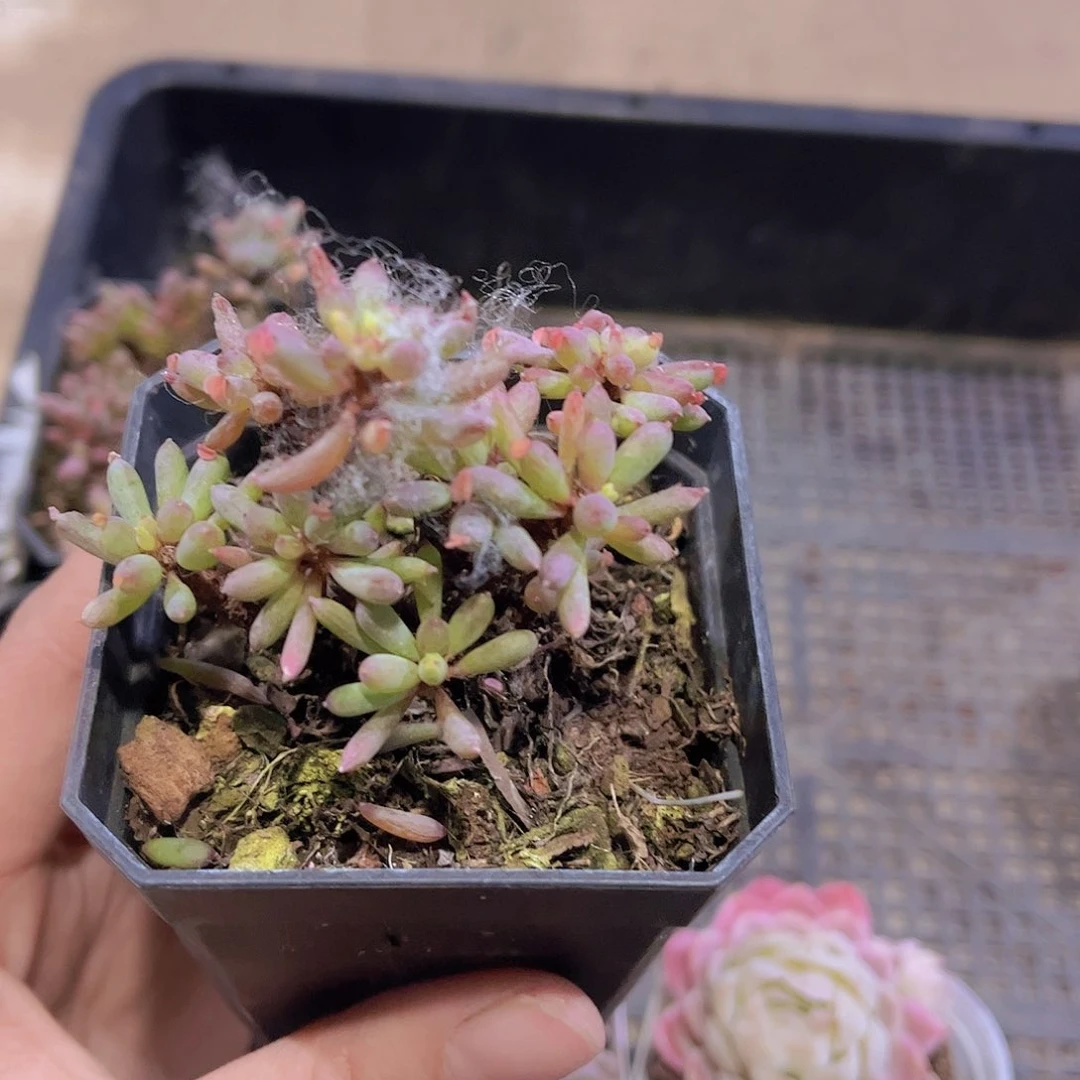 ?*棒叶炸浆草多肉