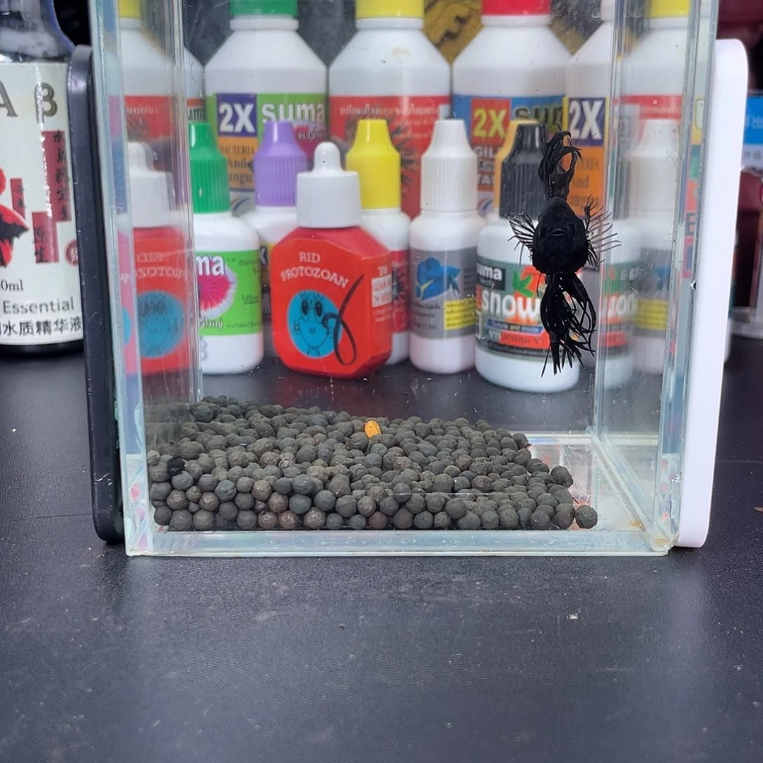 斗鱼43号1020早黑毒