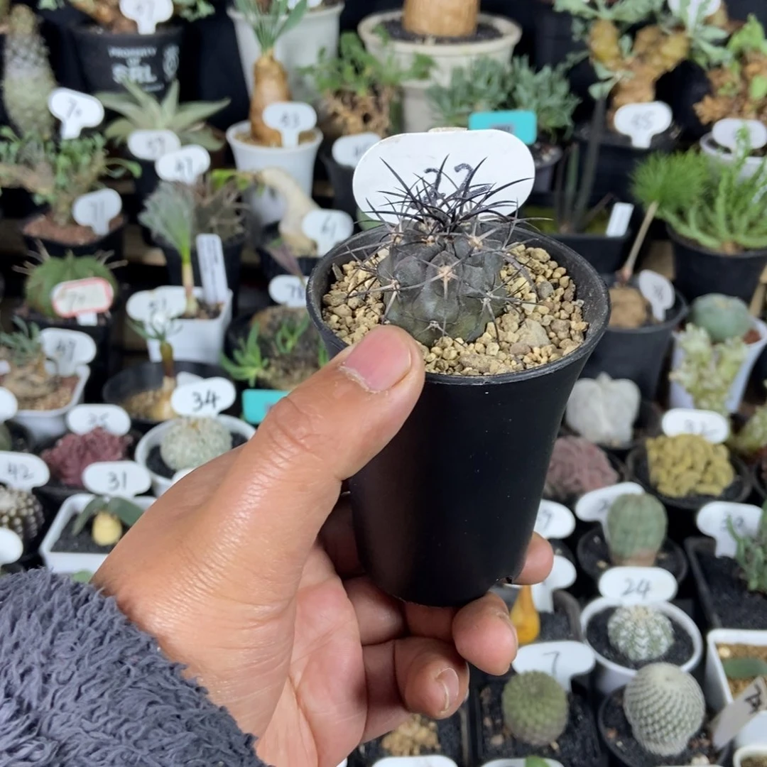 黑皮栗星玉一物一拍