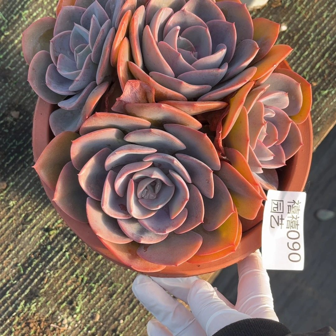 090尘埃玫瑰福利…………