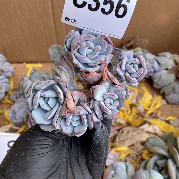 356奶茶呀呀呀呀呀有砍
