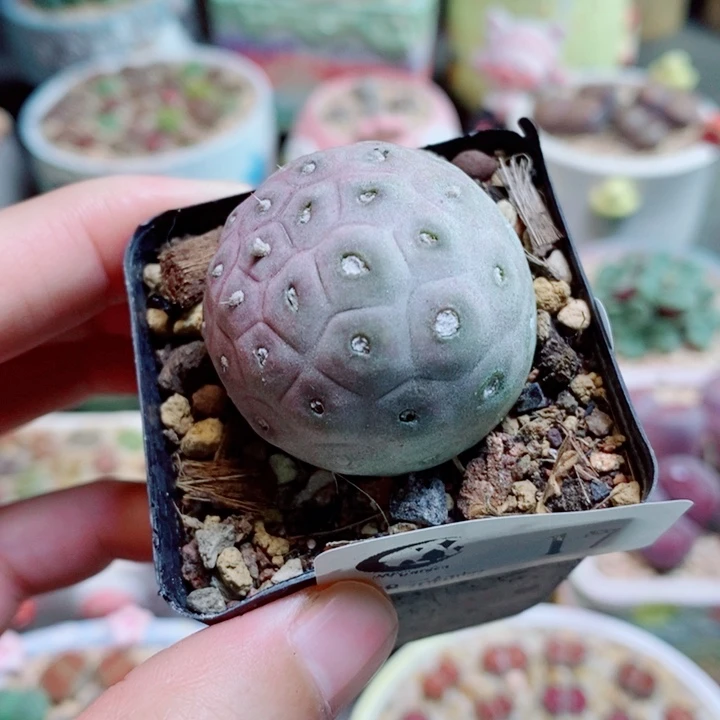 生石花花花花花花17