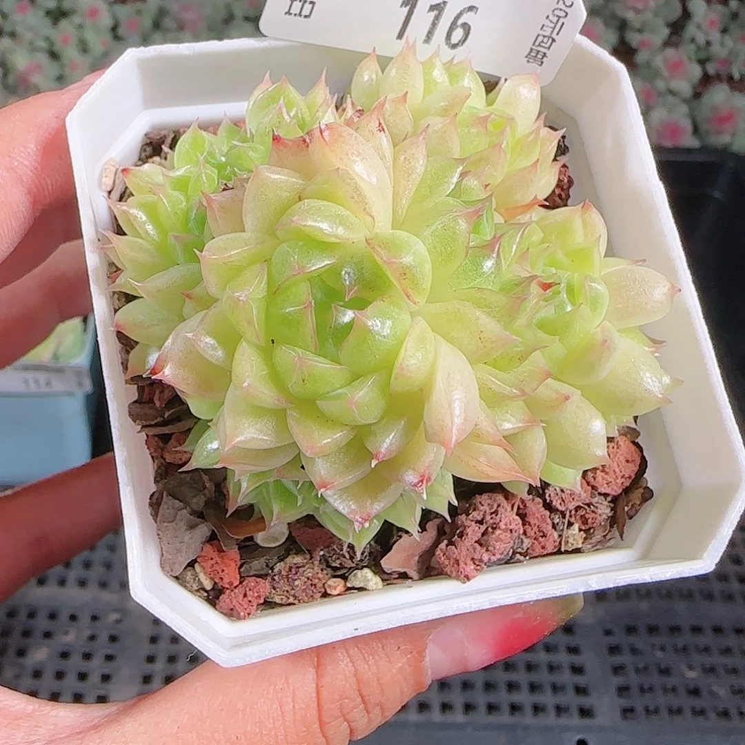 0923-116麦秆优选不包整