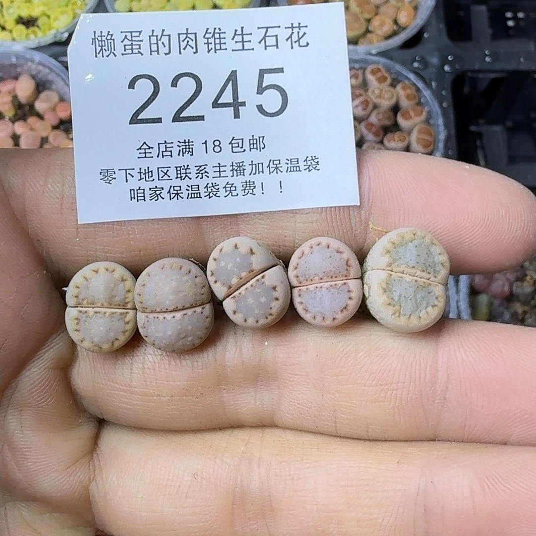 2245 哈哈哈哈哈哈哈