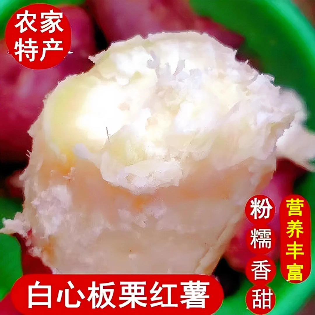 【净重5斤】河南白心板栗薯白心红薯粉面香甜老品种红薯地瓜番薯