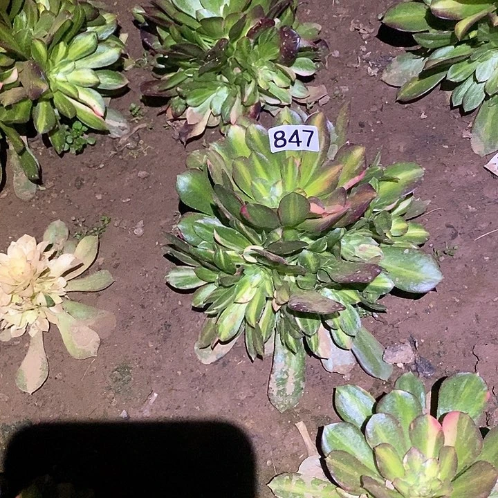 柔*多肉植物法师847韶秀七彩