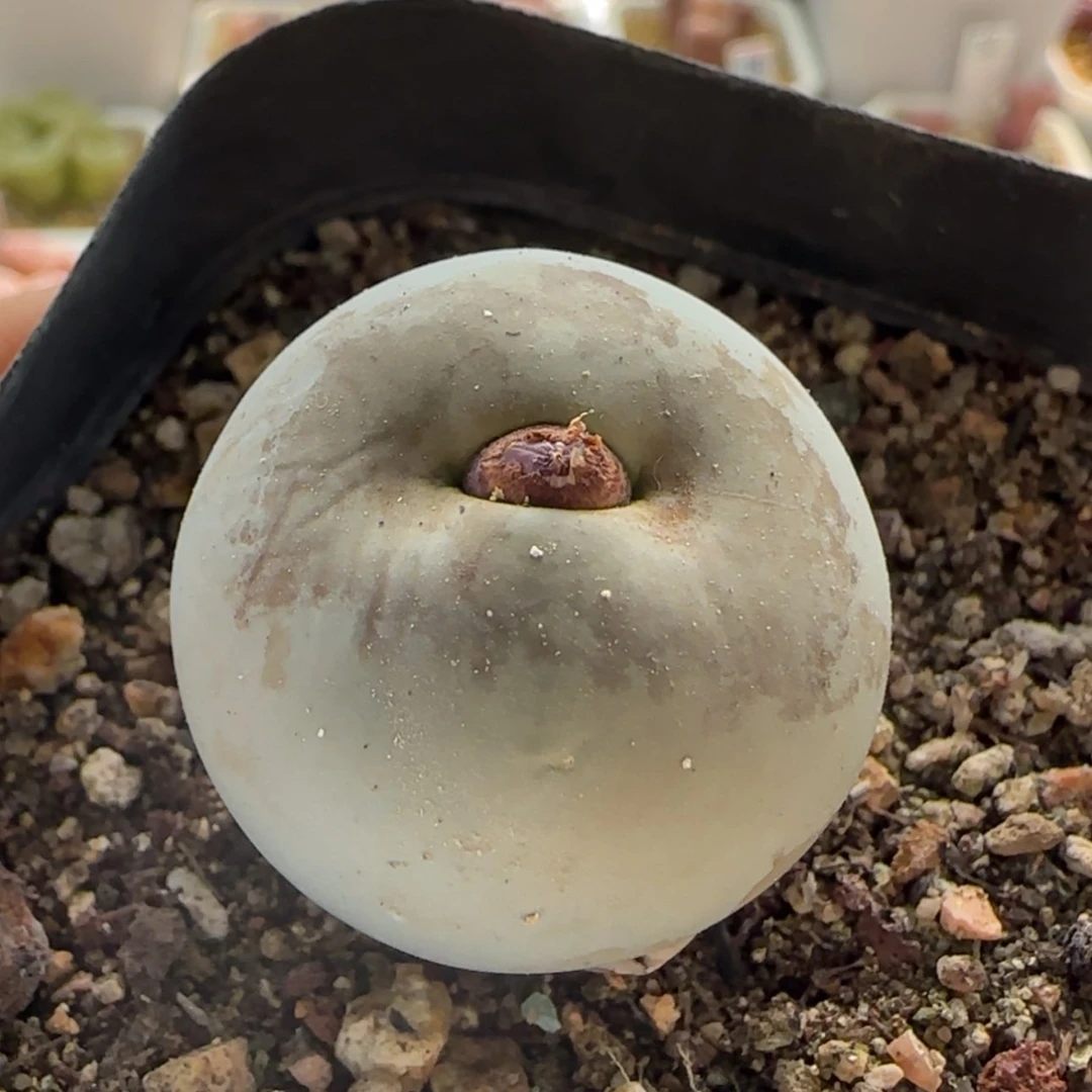 【闪购商品】0900鸽子蛋2.8+