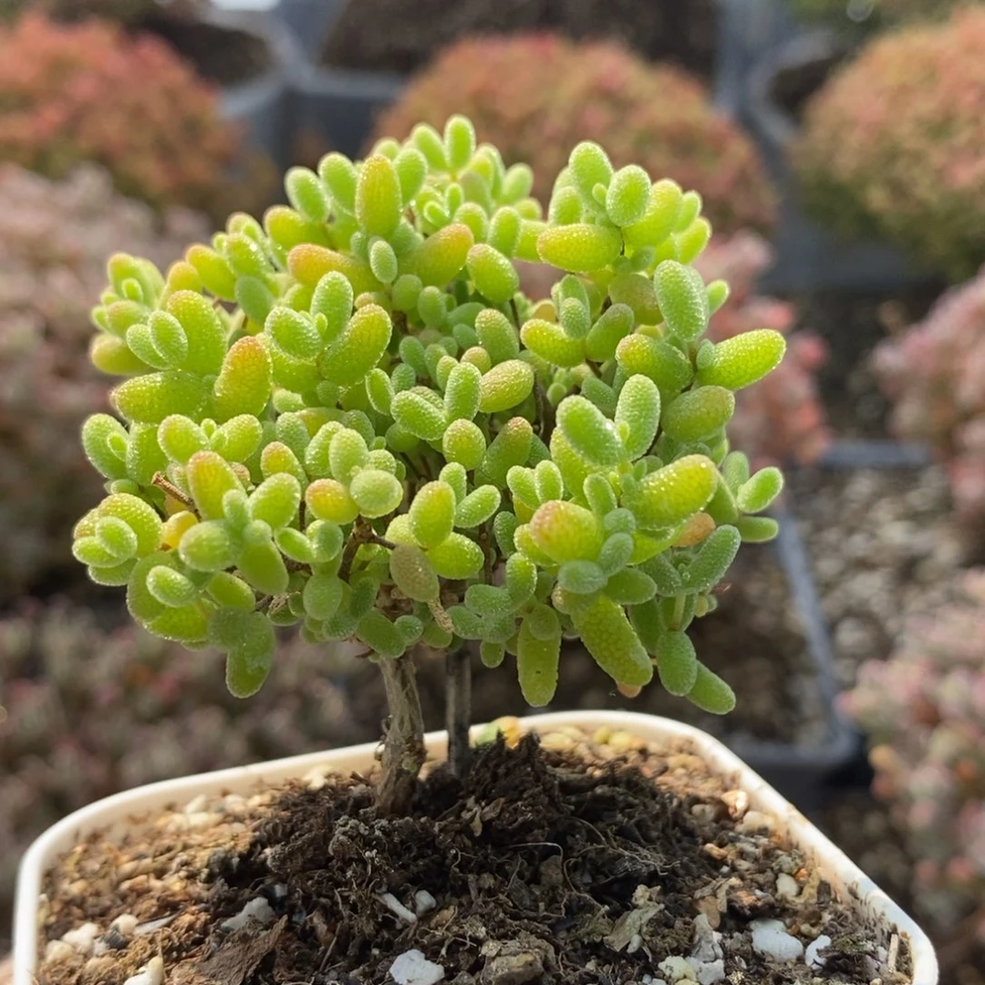 蜜橘糖球5373枝干番杏