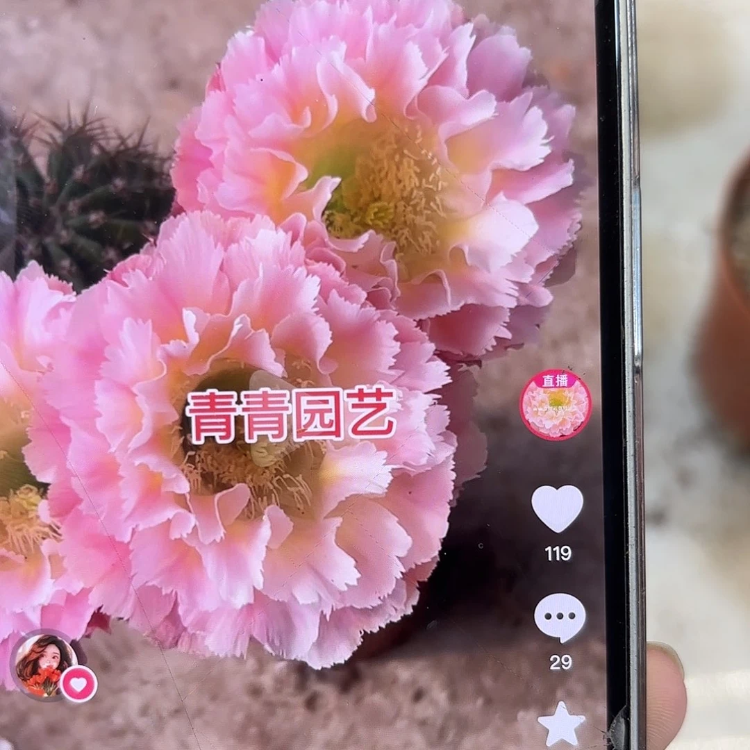 彩草颜如玉6.5公分微瑕