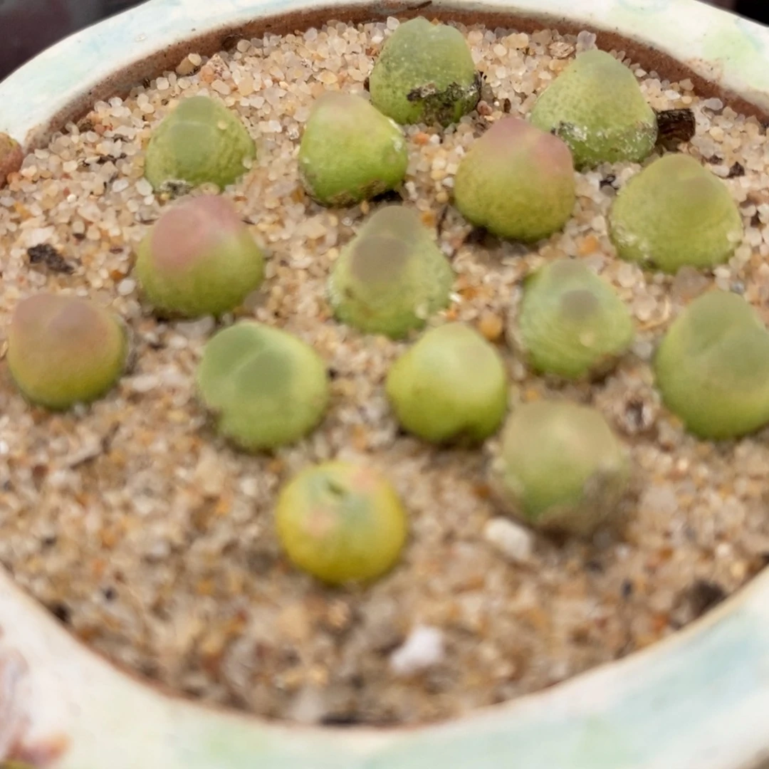 拉登一颗0.6-0.8厘米