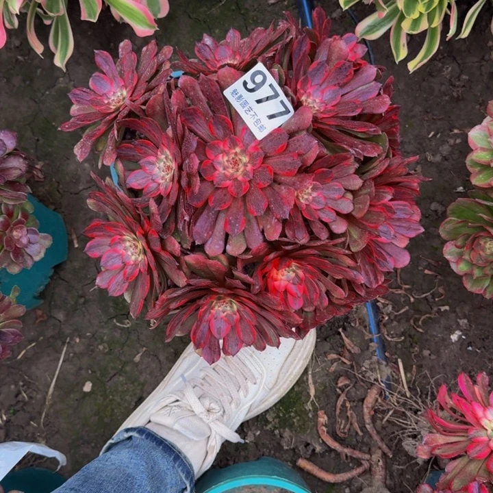 烟花29-44包邮花花