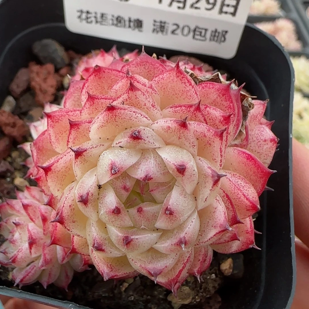 花语逸镜0129-678