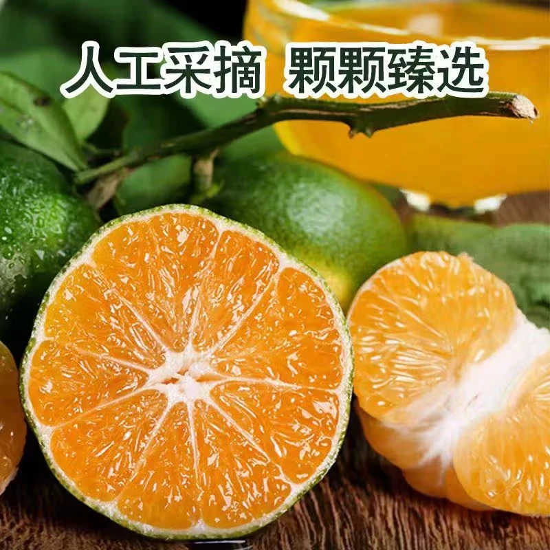 【象山大丰蜜桔】新鲜橘子青皮蜜桔海岛蜜桔多汁水果酸甜无籽5斤装