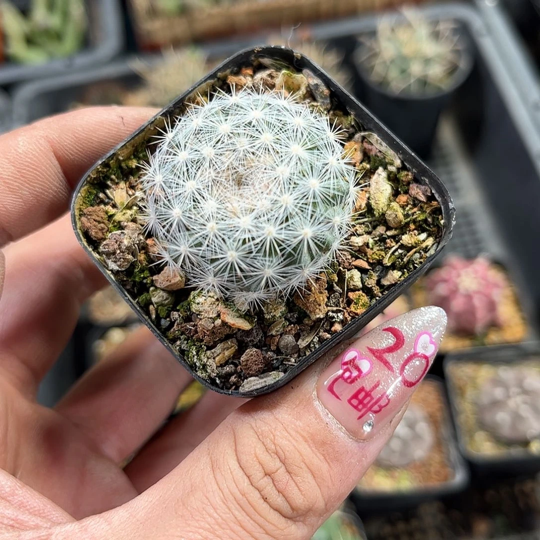 单头实生满月单头发货有根