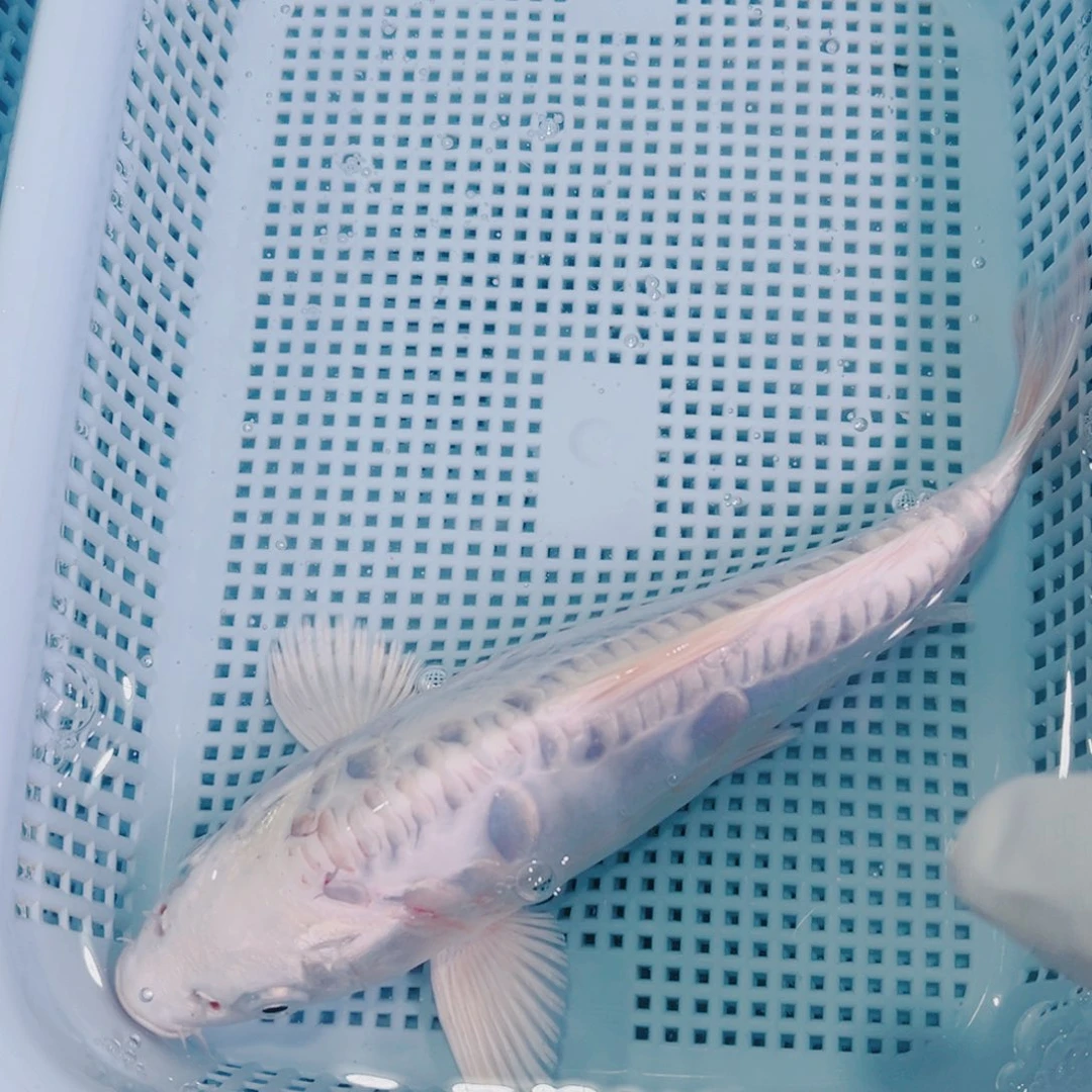 锦鲤锦鲤冷水鱼观赏143