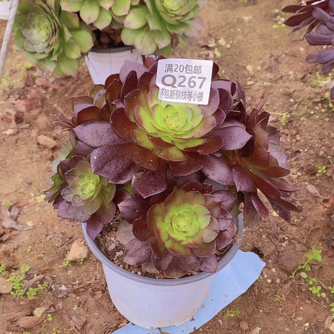 267黑魔多肉法师