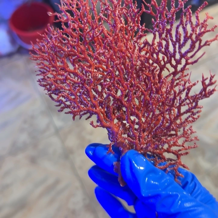 惘***菡奶嘴海葵海树11111