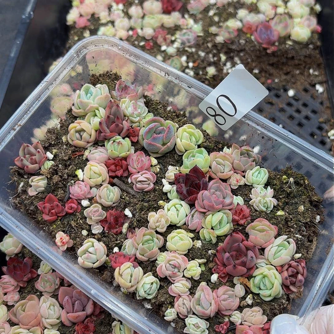 多肉植物多肉植物80