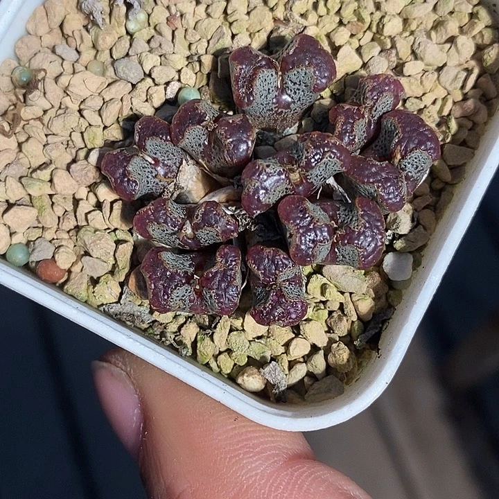 3421。   全窗勋章。          超蝶。