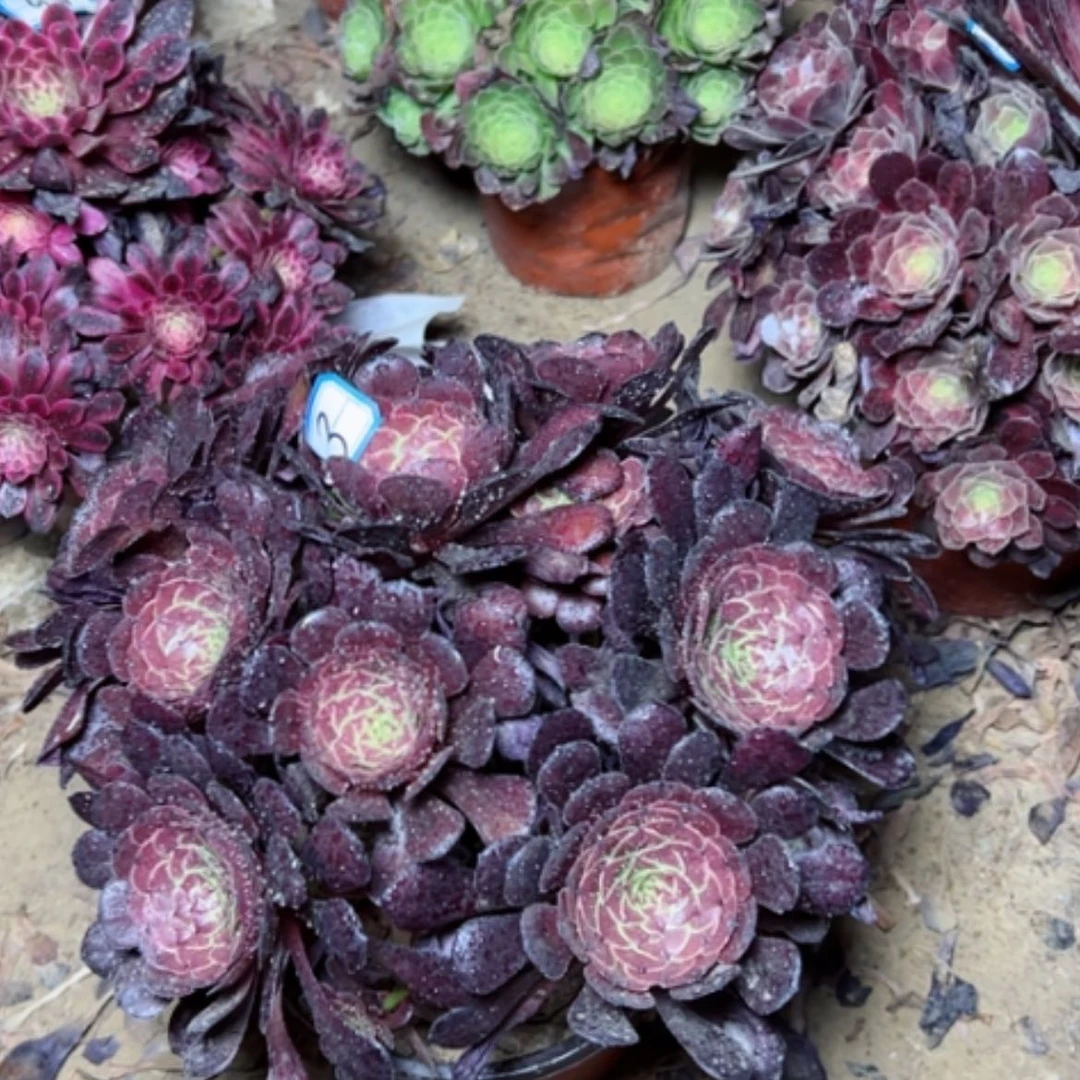 【闪购商品】多肉植物黑罗丽3