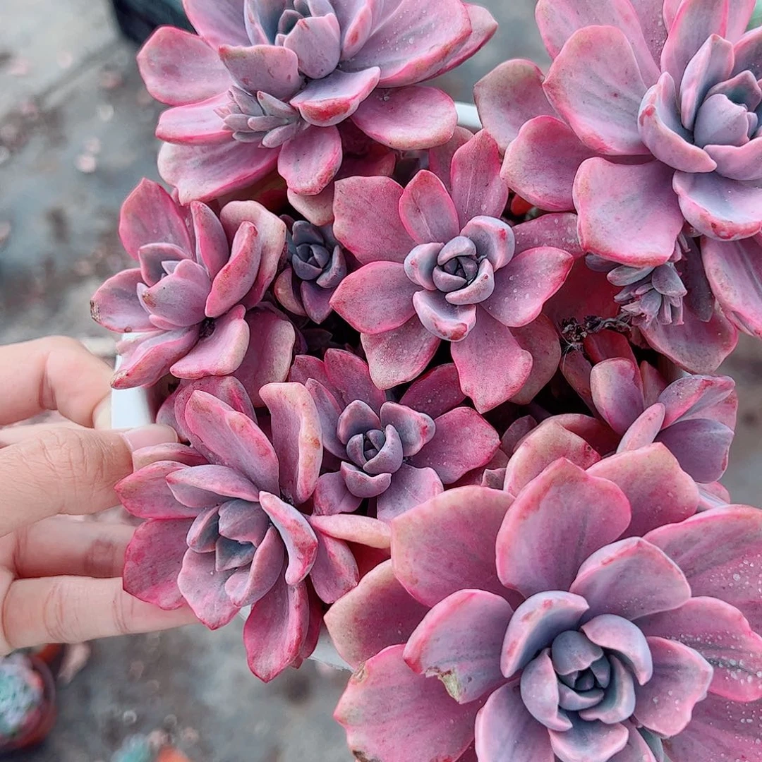 理查德夫人整装精品贵货