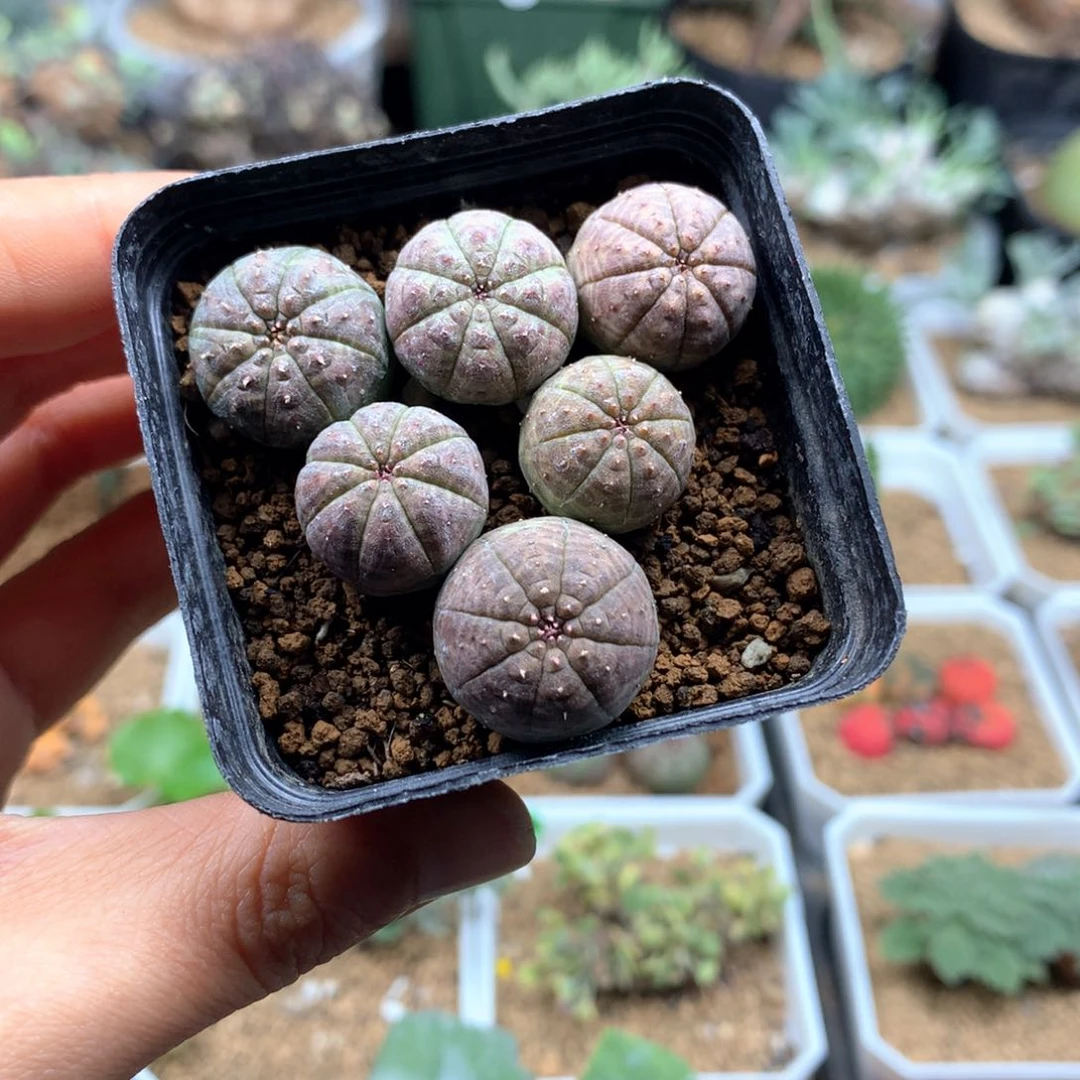 实生布纹球带盆多肉