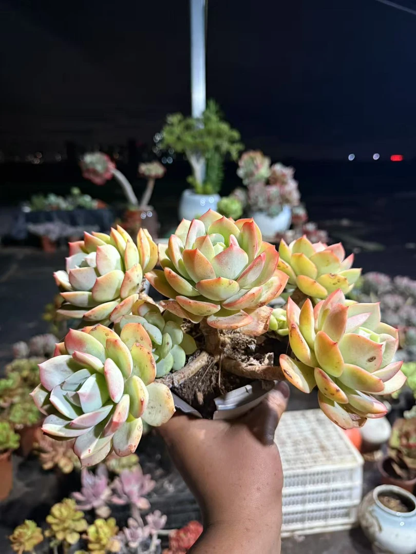 精品多肉植物   恋曲
