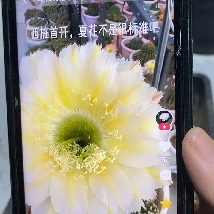西施彩草侧芽三公分