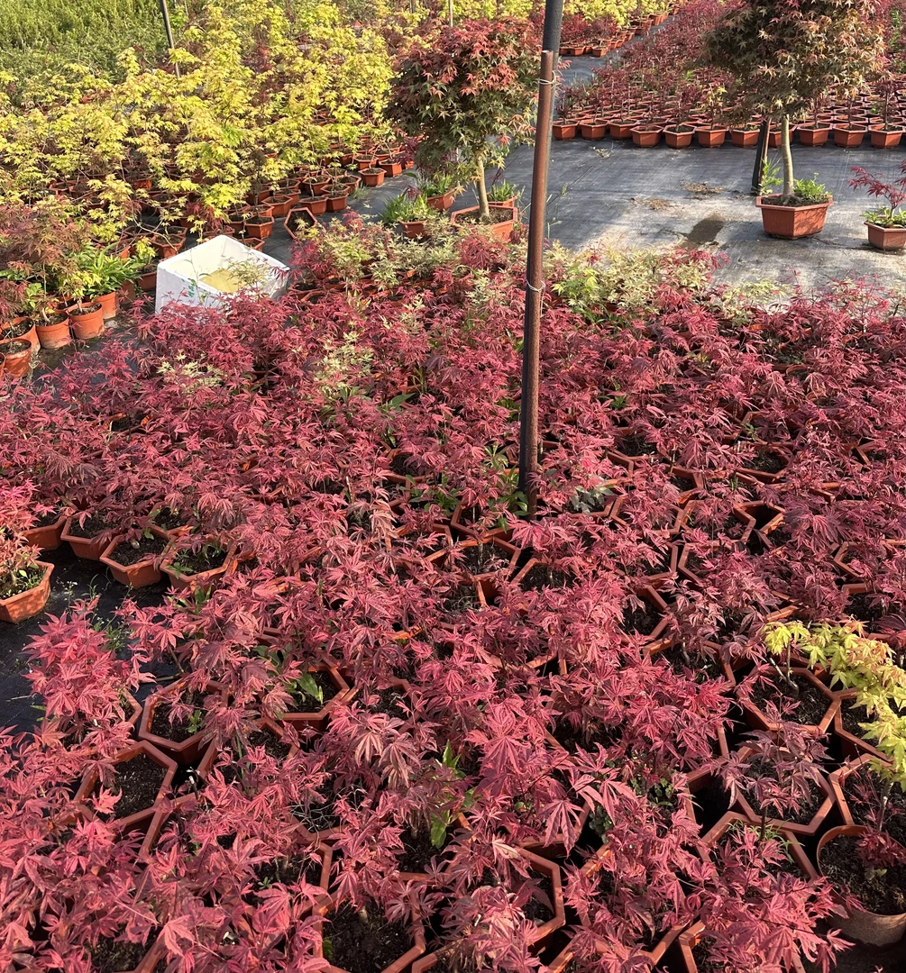 红枫红舞姬三季红黄金枫阳台盆栽向日葵花卉矮霸盆景树苗夹竹桃