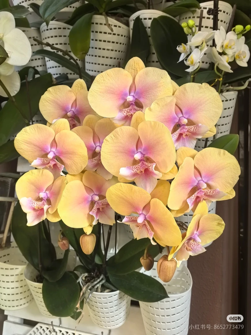 【淘花源记】黄桃之梦蝴蝶兰3.0优质苗台湾品种彩虹色稀缺货高颜值