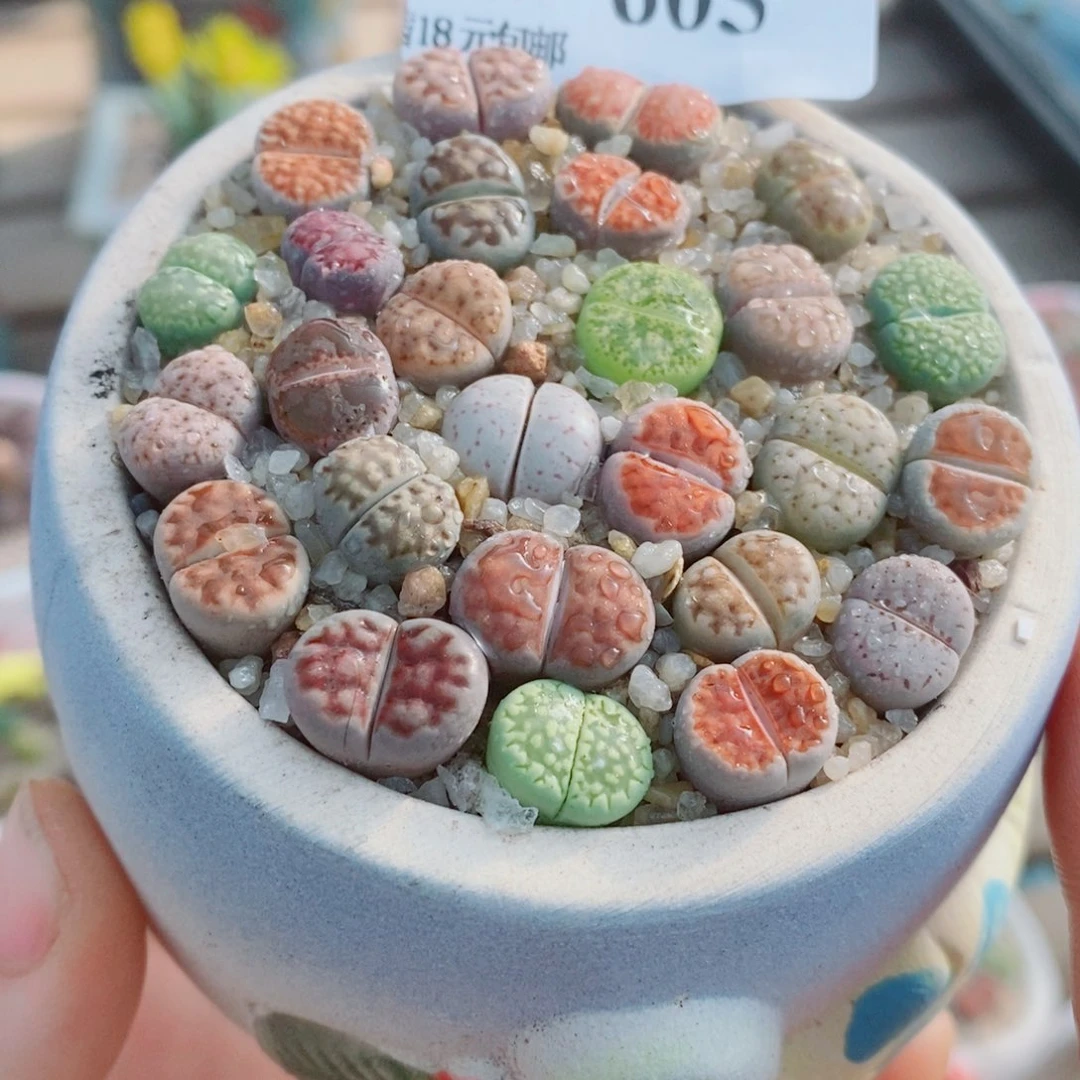 生石花花花花花花花605