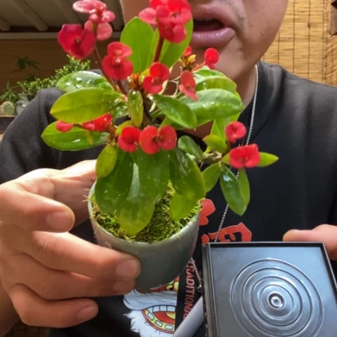 红陶一物一拍所见即所得26