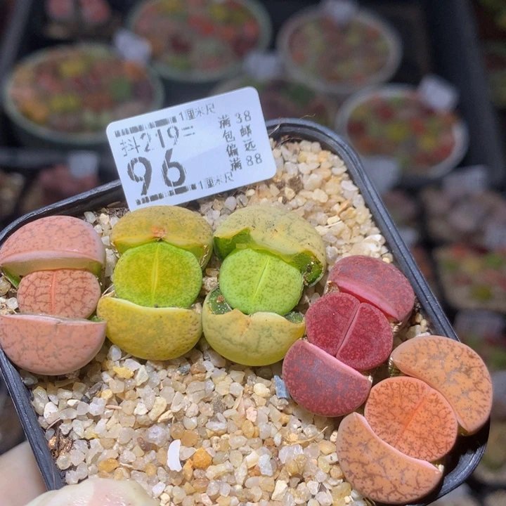 精品生石花219.96