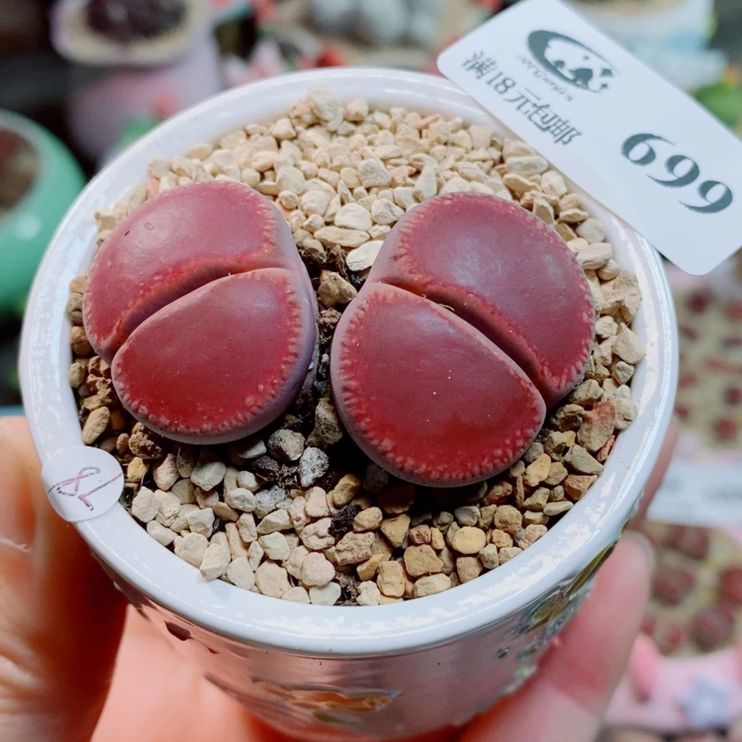 生石花花花花花花699
