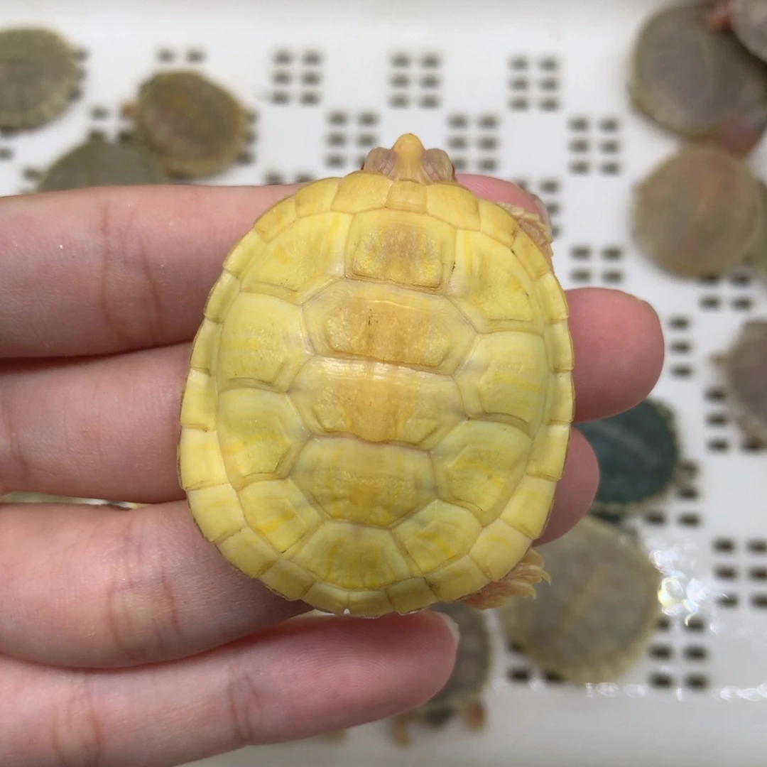 巴西彩龟母变异巴西龟