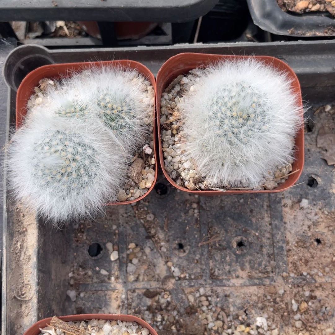筱***飒多肉植物仙人球开花