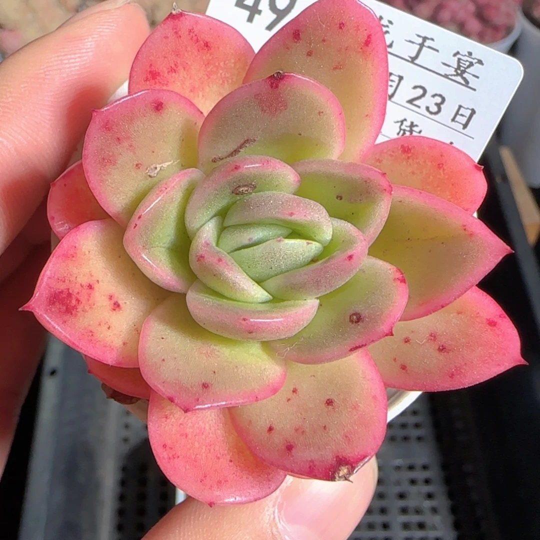 多肉1223-49冰玫瑰锦