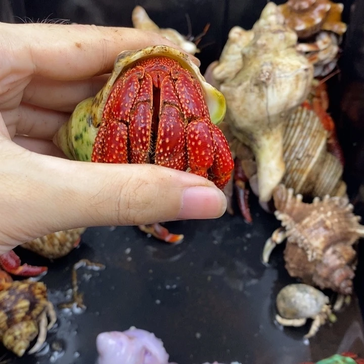 青***稚A级斐济草莓寄居蟹