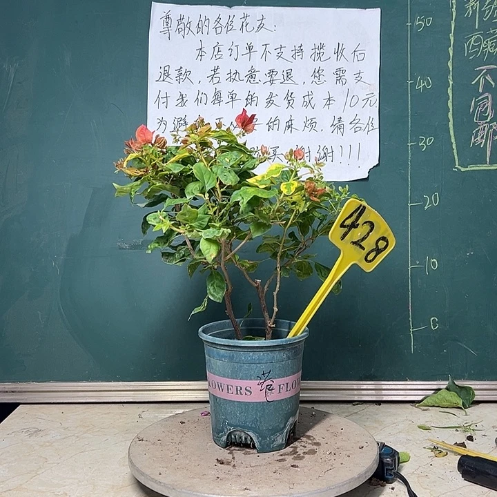 完全开放 双杆 香港丽人  428